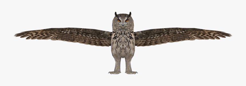 Owl - Great Horned Owl, HD Png Download