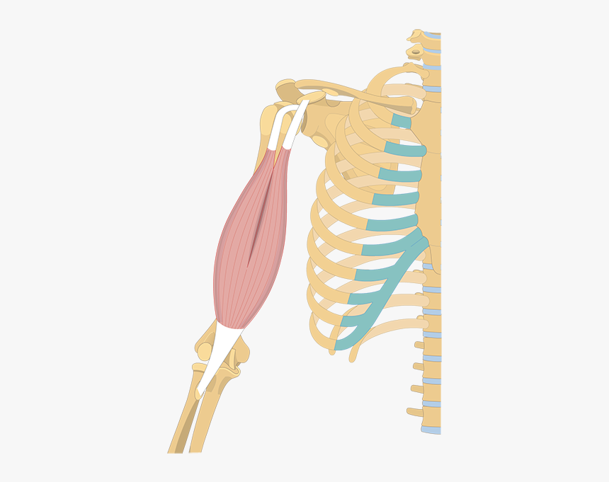 Earrings, HD Png Download