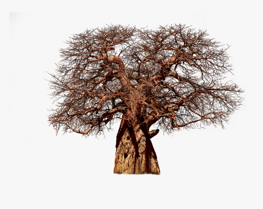 Tree, Baobab, Aesthetic, Tribe, Adansonia, African, HD Png Download