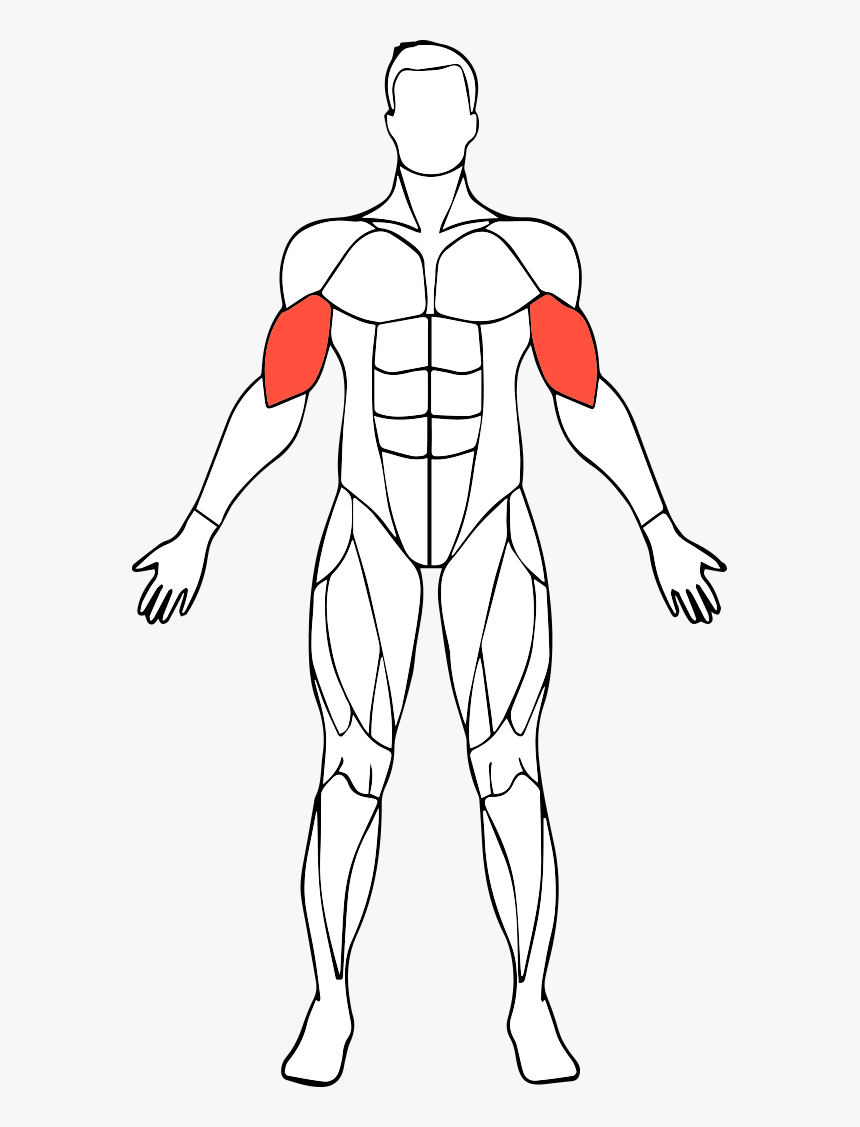 Biceps, HD Png Download