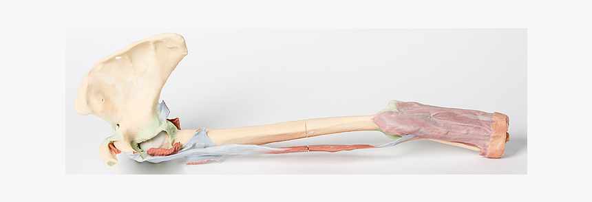 Biceps Png, Transparent Png
