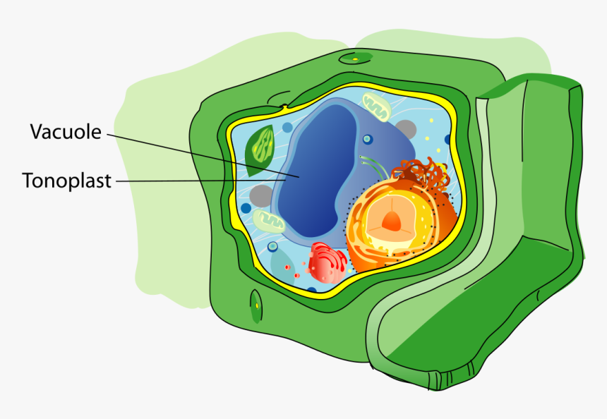 Vacuole Structure, HD Png Download