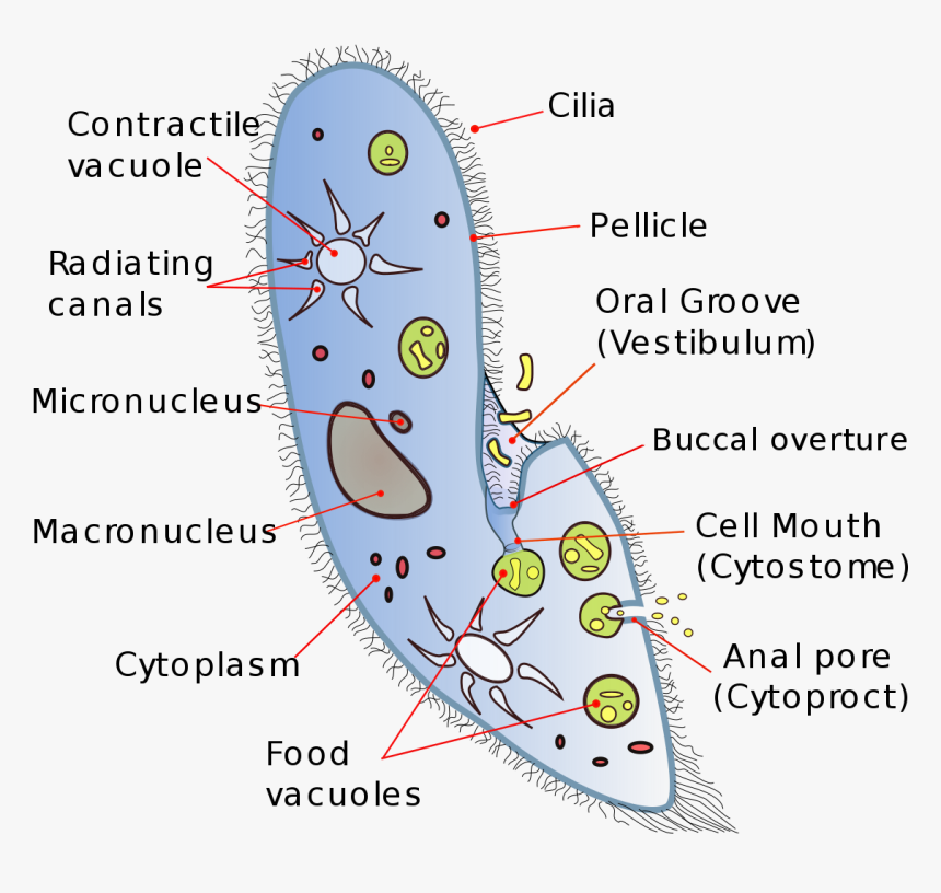 Transparent Vacuole Png - Unicellular Organisms, Png Download