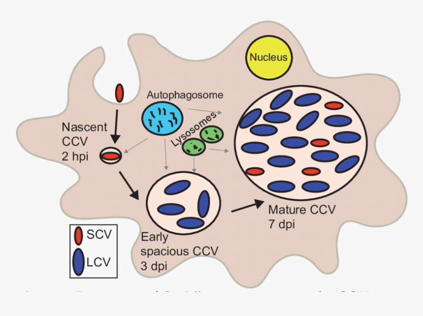 Coxiella Burnetii Lcv Scv, HD Png Download