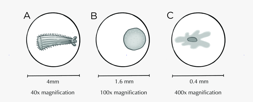 Vacuole Png, Transparent Png