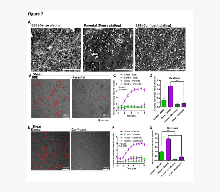 Diagram, HD Png Download