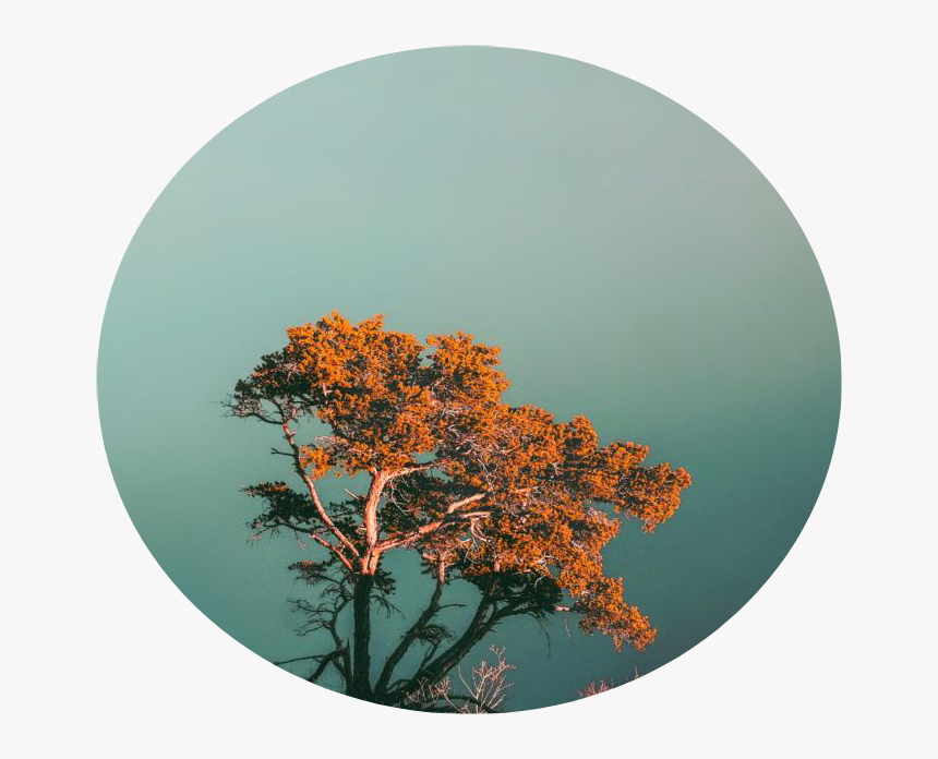 #africa #tree #baobab #sky #circle #background - Jimin, HD Png Download