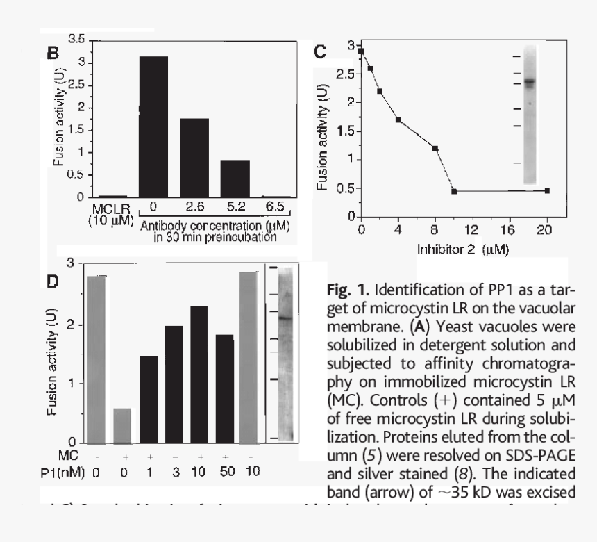 Diagram, HD Png Download