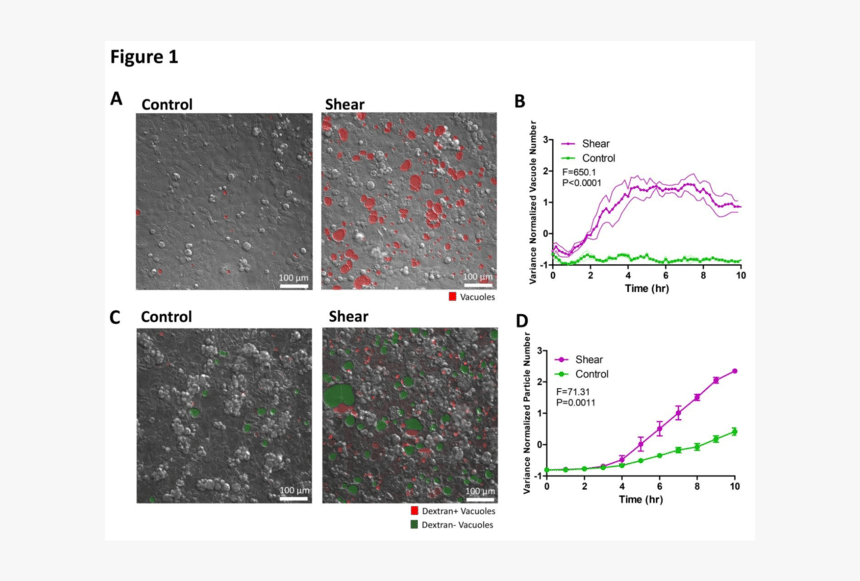 Diagram, HD Png Download