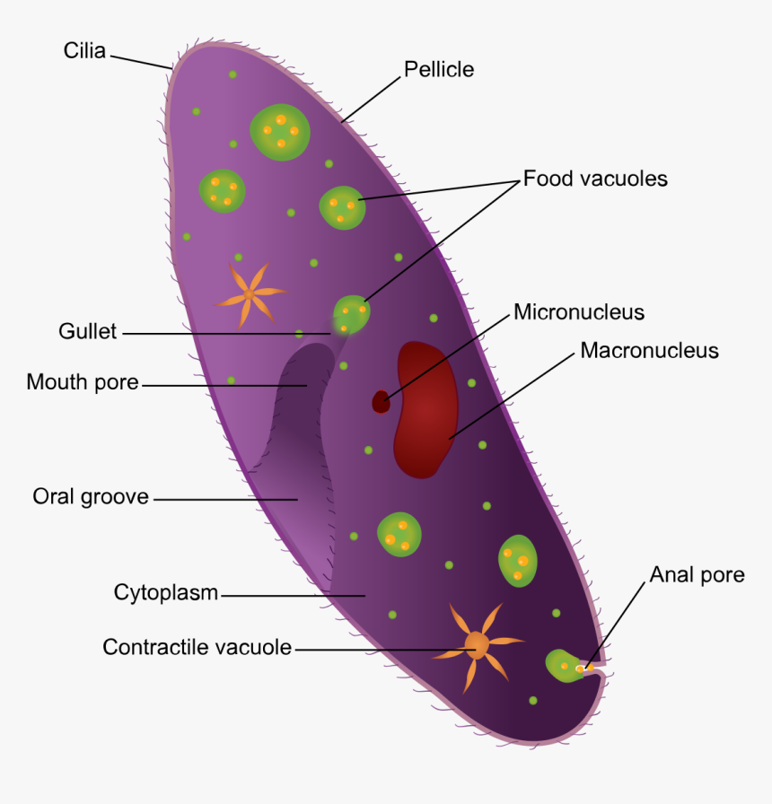 Phylum Ciliophora Ciliates, HD Png Download
