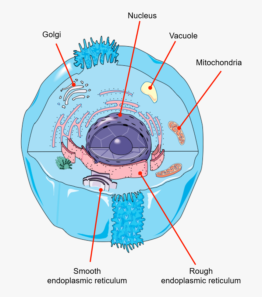 Animal, HD Png Download