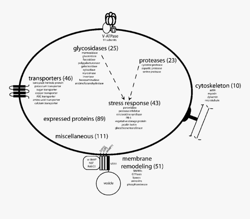 Diagram, HD Png Download