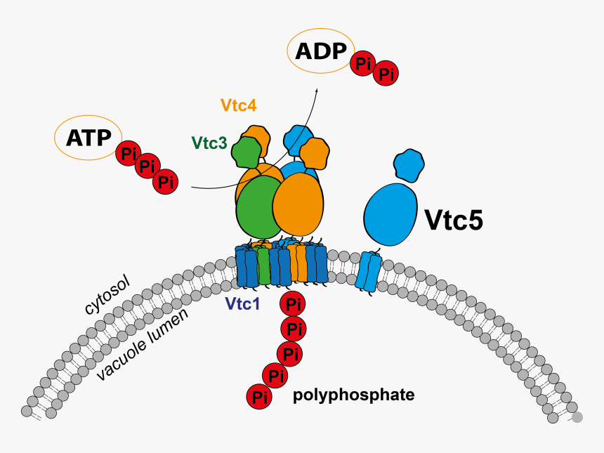 Vtc5 Yeast, HD Png Download