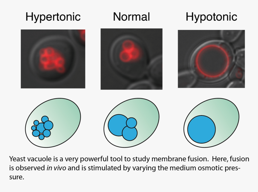 Circle, HD Png Download