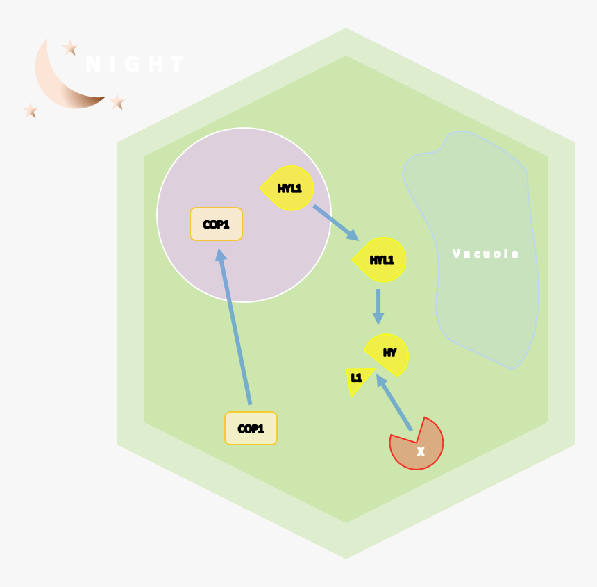 Illustration, HD Png Download