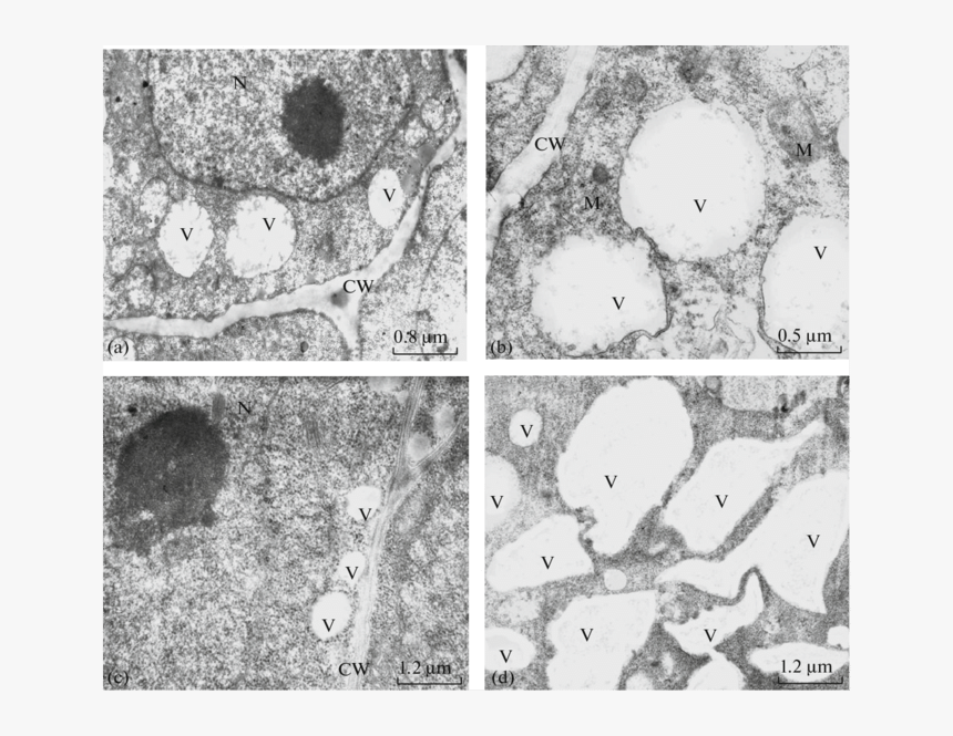 Monochrome, HD Png Download