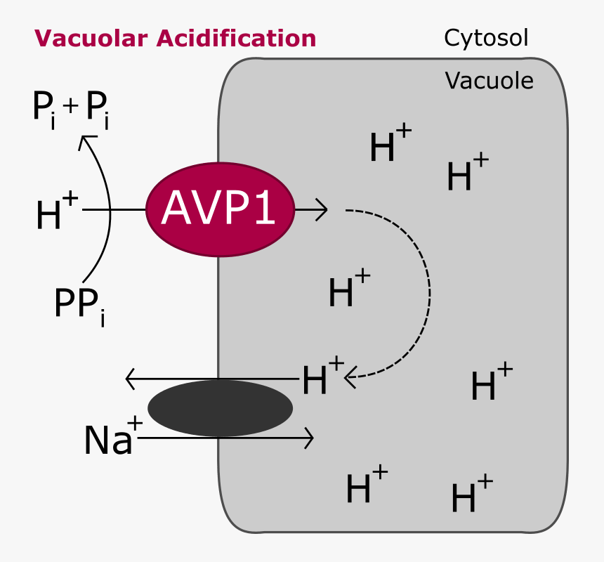 Diagram, HD Png Download