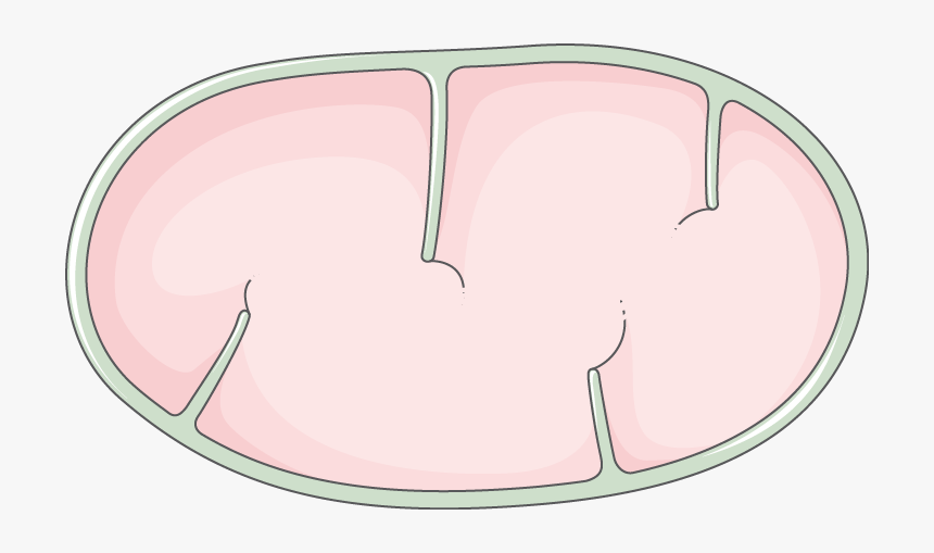 Circle, HD Png Download