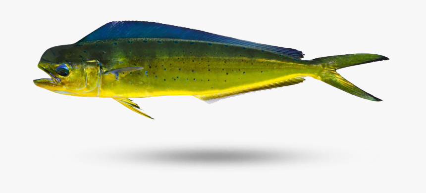 Mahi Lure,bony-fish - Marine Mammal, HD Png Download