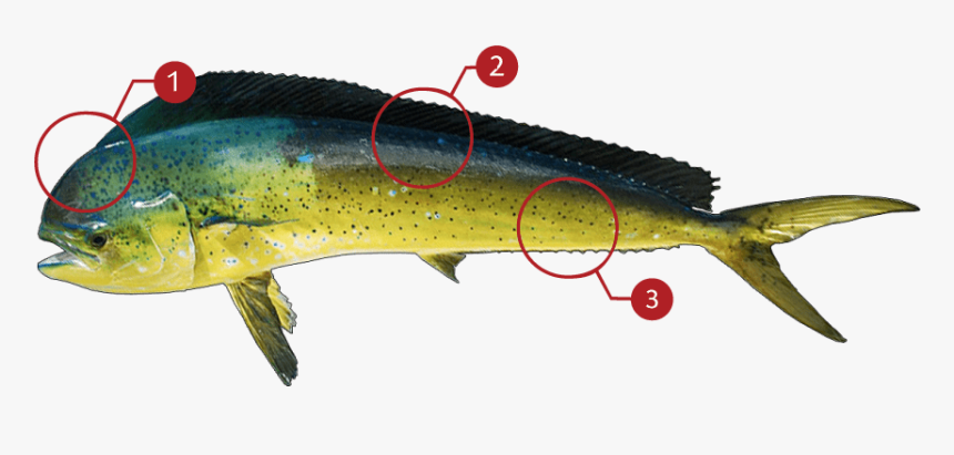 Fish,fish,mahi Mahi,trout,bony Fish,ray Finned Fish - Marine Mammal, HD Png Download
