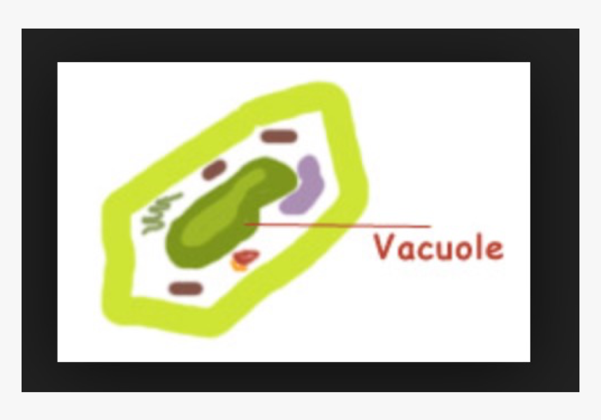Vacuole In Plant Clipart, HD Png Download