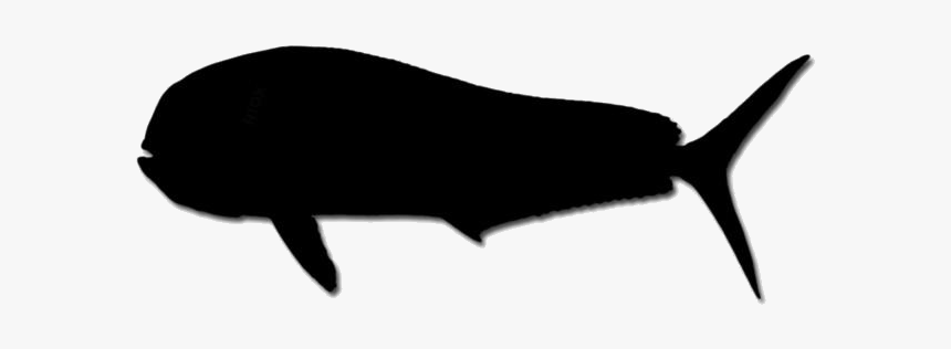 Mahi Mahi Png Transparent Images - Whale, Png Download