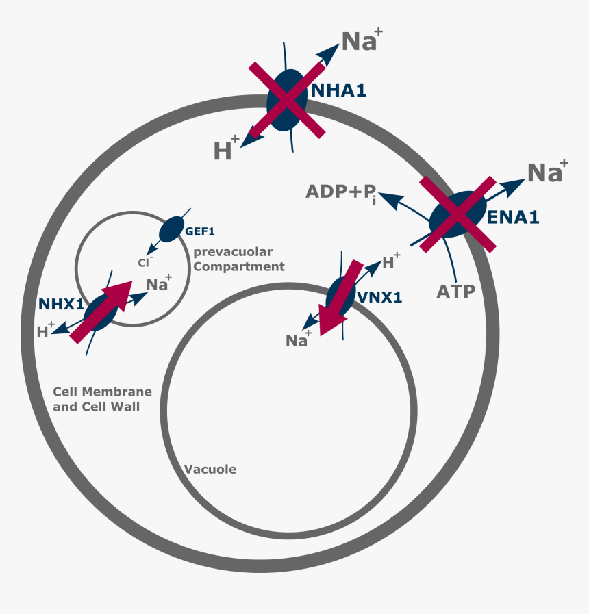 Fig 1 Ena1 And Nha1 Code The 2 Most Important Efflux, HD Png Download