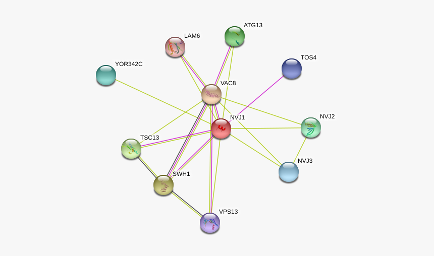 Nvj1 Protein - Circle, HD Png Download