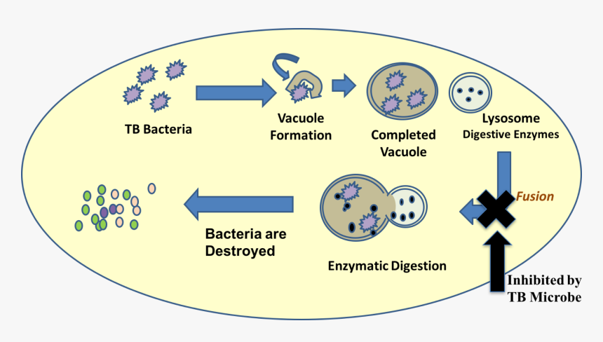 Circle, HD Png Download