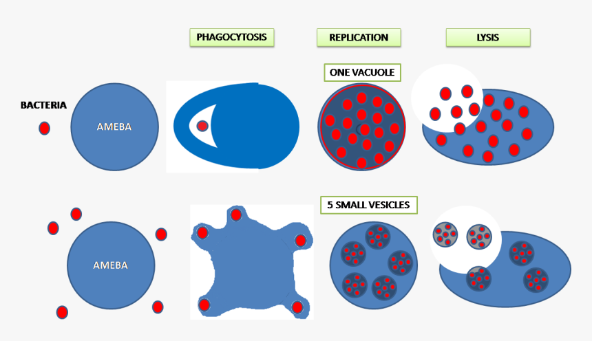 Legionella Pneumophila And Amoeba, HD Png Download