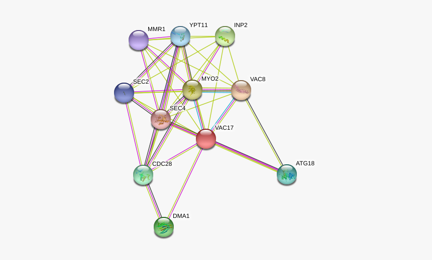 Vac17 Protein - Circle, HD Png Download