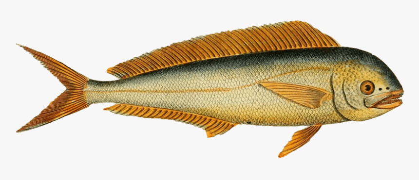 Pomacentridae, HD Png Download