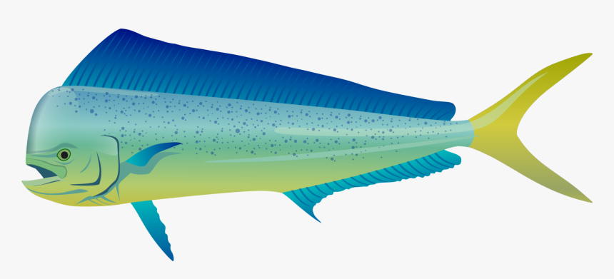 Bonyfish,fish,fin - Sailfish, HD Png Download