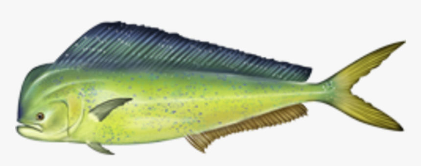 Coryphaena Hippurus - Dolphin Fish, HD Png Download