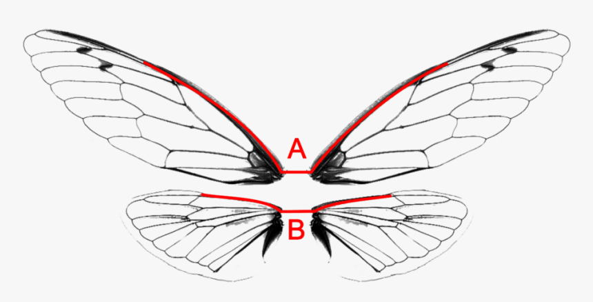 Swallowtail Butterfly, HD Png Download