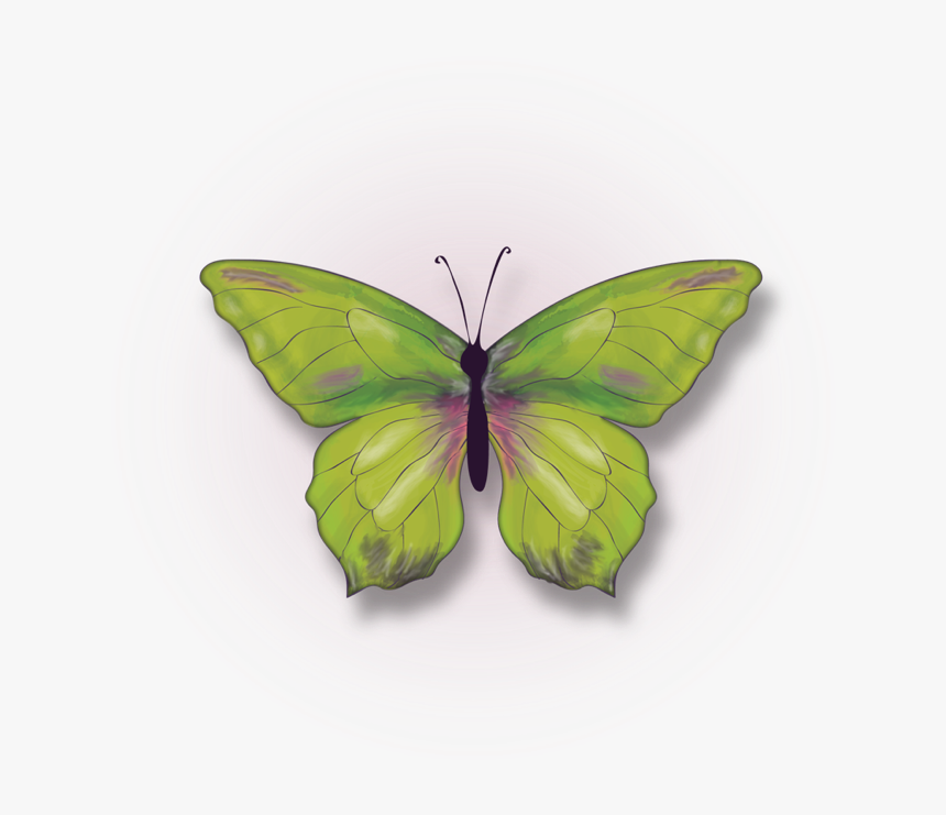Big Butterfly - Callophrys, HD Png Download