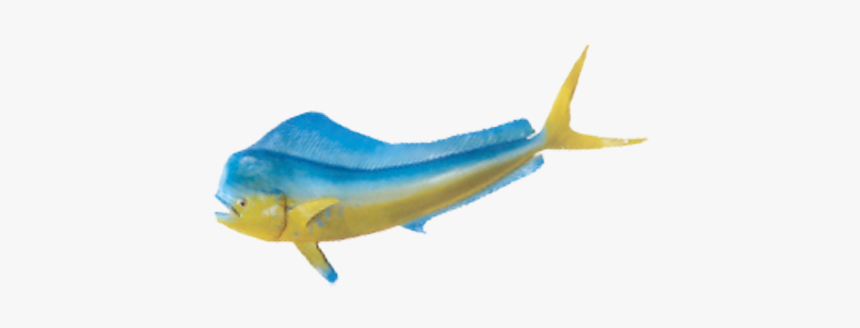 Marine Mammal, HD Png Download