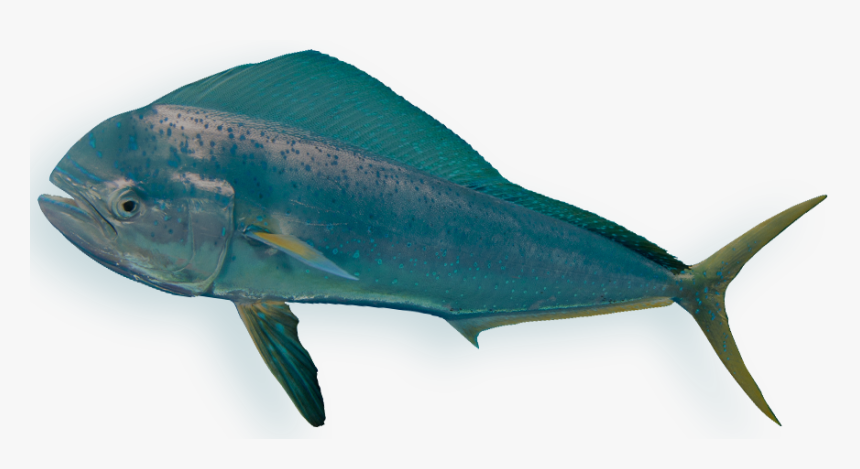 Coho, HD Png Download