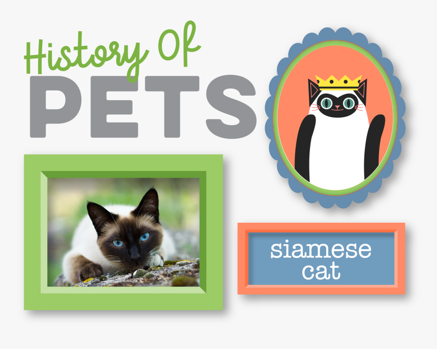 Siamese, HD Png Download