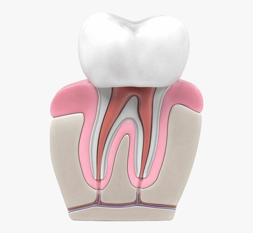 Transparent Teeth Grill Png - Imagenes Animadas De Endodoncia, Png Download