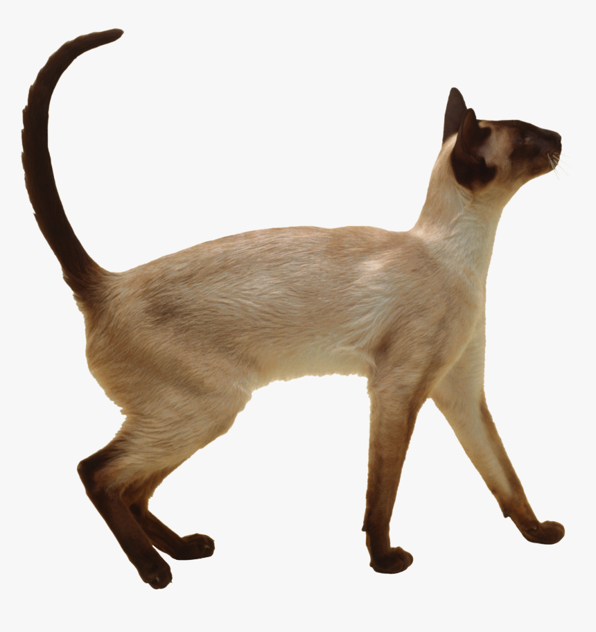 Cat Png - Siamese Cat Short Hair, Transparent Png
