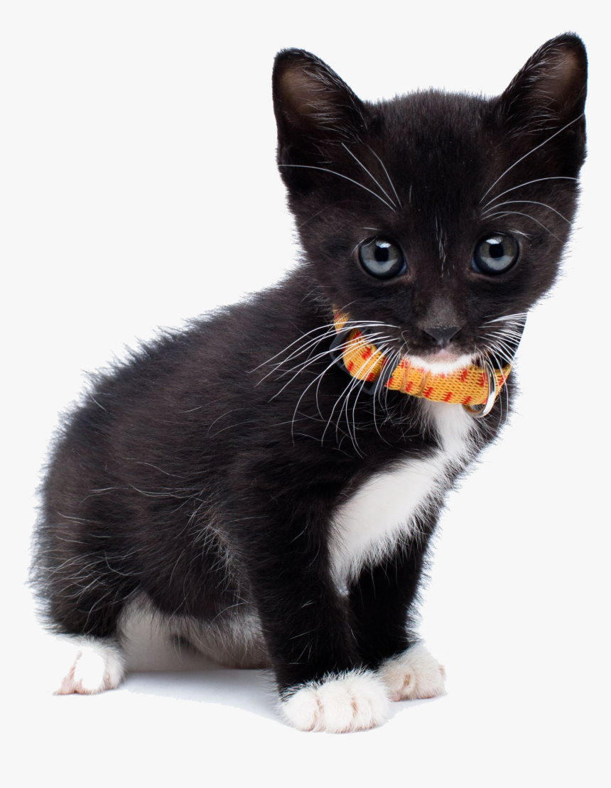 European Shorthair Cat American Transparent Background - Cat, HD Png Download