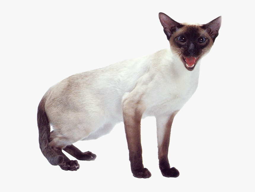 Javanese - Siamese Cats, HD Png Download