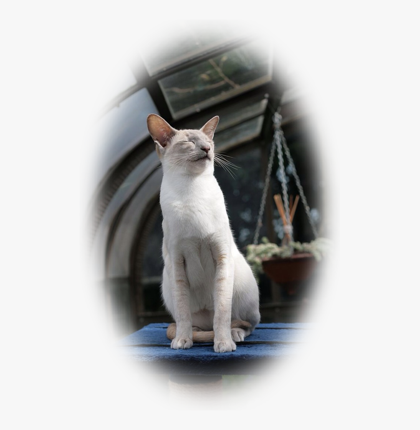 Domestic Short-haired Cat, HD Png Download