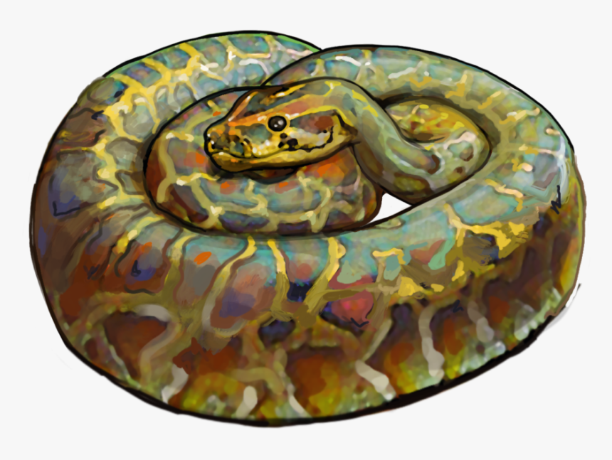 Burmese Floridian Python Image - Python, HD Png Download