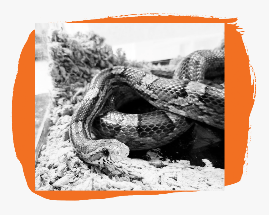 Boa Constrictor, HD Png Download