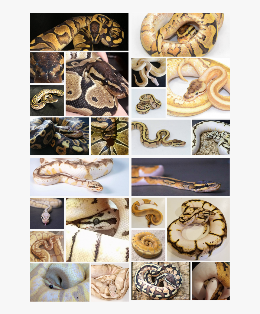 Burmese Python, HD Png Download
