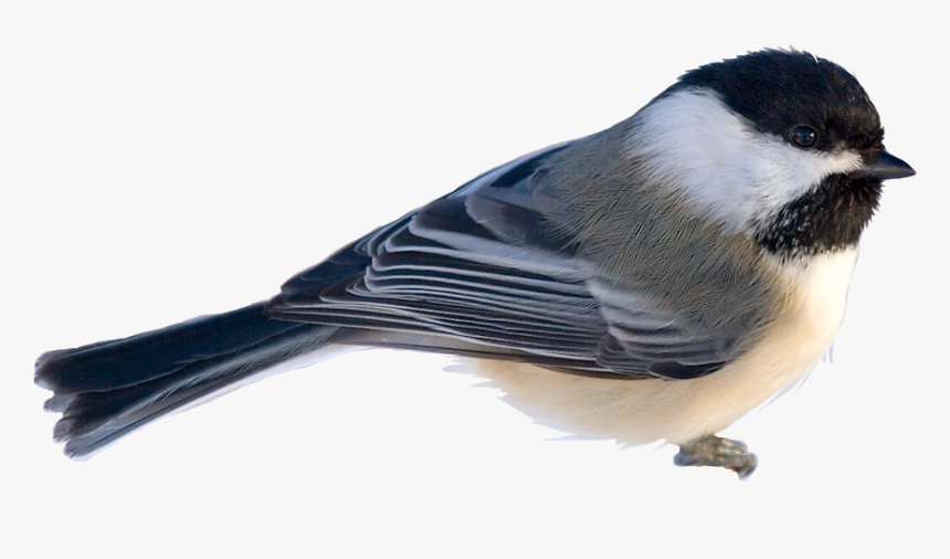 #chickadee #bird #freetoedit - White Breasted Nuthatch, HD Png Download