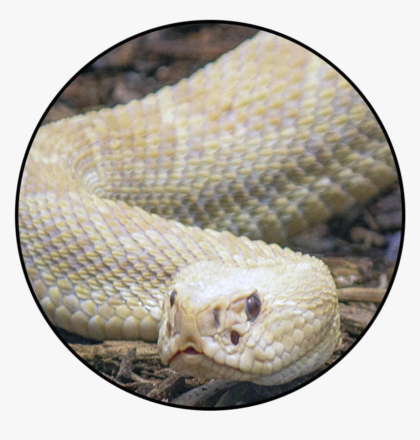 Northern Copperhead, HD Png Download