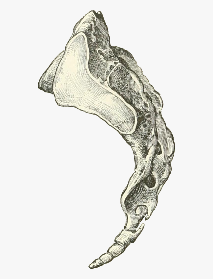 Toldt 060 - Drawing, HD Png Download